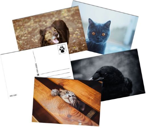 Авторские открытки Liquid Day - Животные
